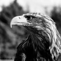 Irish Raptor Research Centre copyright Vanessa Champion&nbsp;(18)